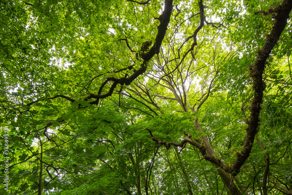 Fototapeta premium green leaves in the forest