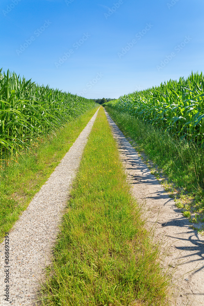 Symmetric countryside with dirt road and corn fields Symmetric countryside with dirt road and corn fields