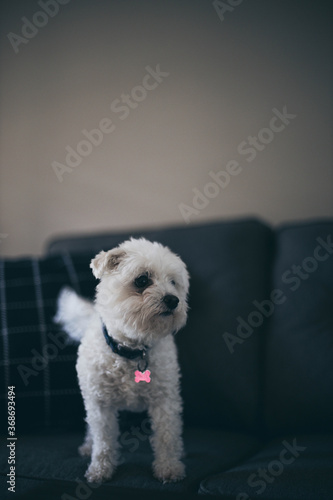 jack russell terrier puppy