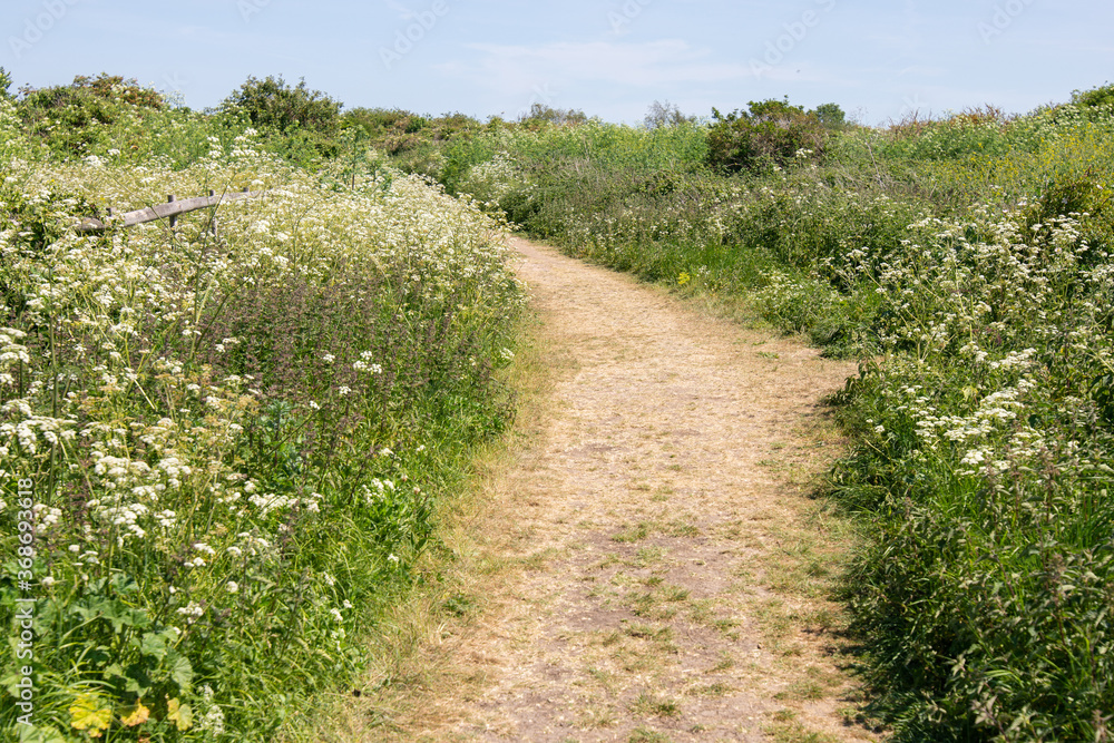path in the field path in the field