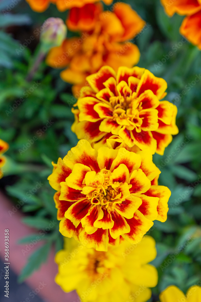 orange flower in the garden orange flower in the garden