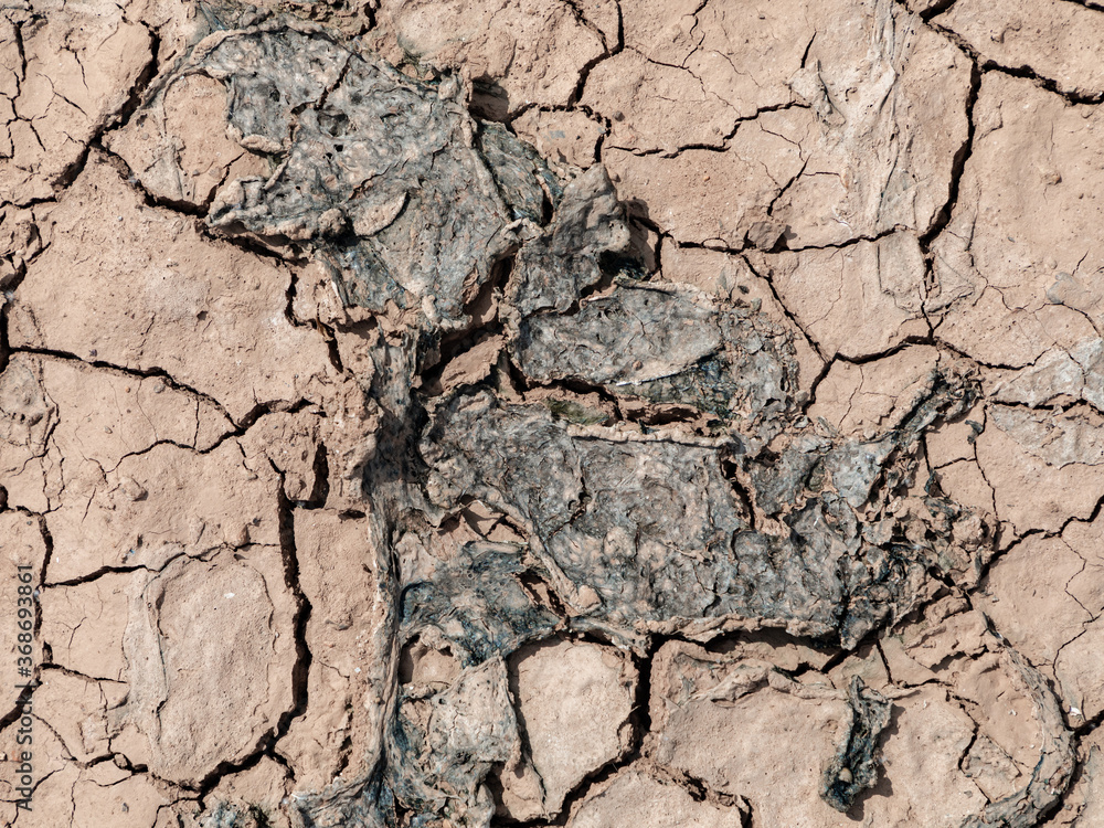 Fototapeta premium dry and cracked soil crust