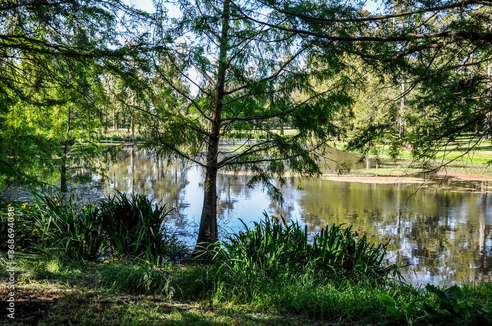Fototapeta premium river in the forest