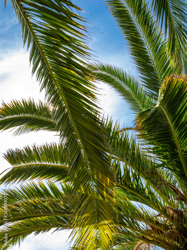 palm branches against the sky