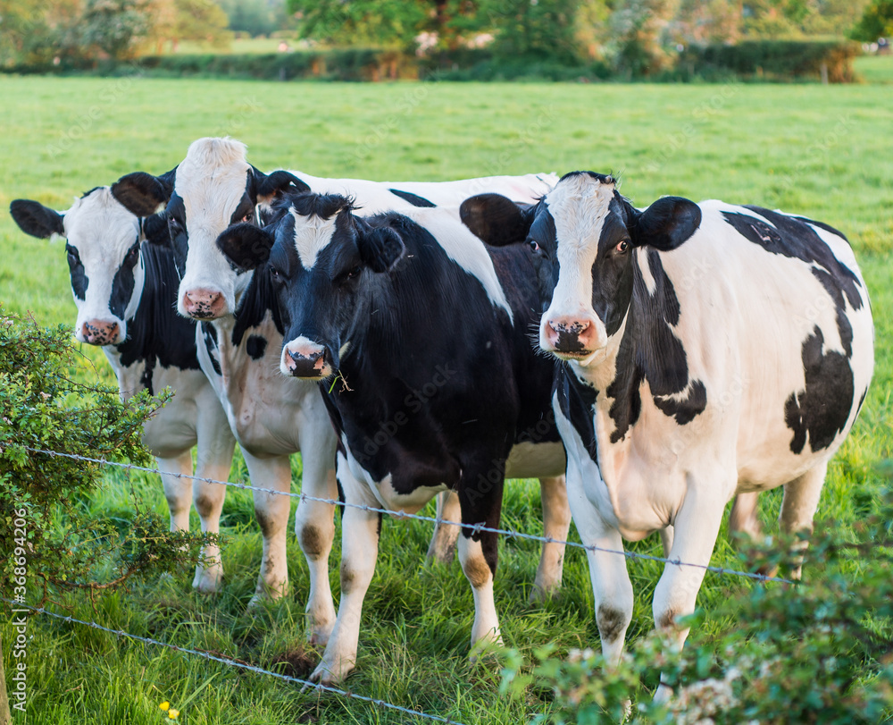 4 black and white cows standing in a meadow 4 black and white cows standing in a meadow