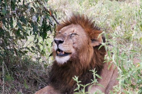 Canvas Print Male lion in the grass, smiling (hot)