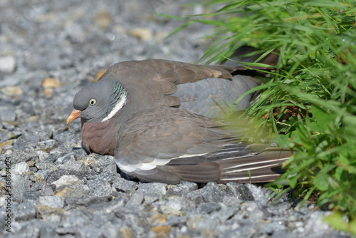 Flightless and injured Common wood pigeon lying on the gravel road in Western Finland on sunny day at the end of July 2020. photo