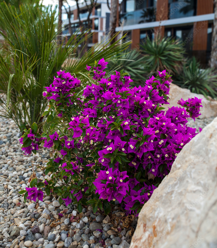Blooming bougainvillea surrounded by stone,tropical decorative climber
