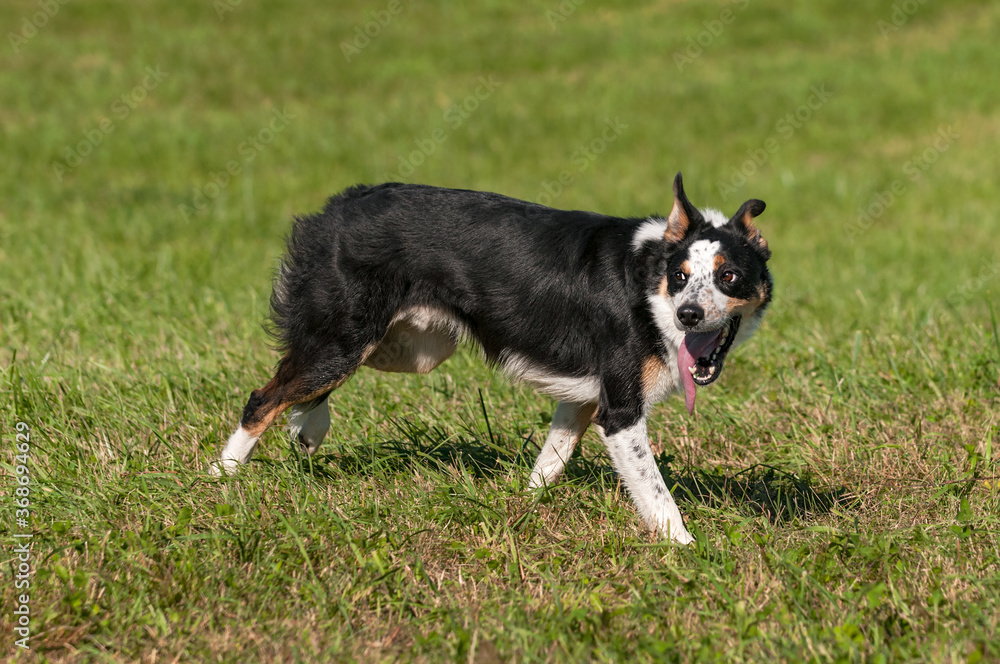 Young Stock Dog Moves Right Tongue Lolling