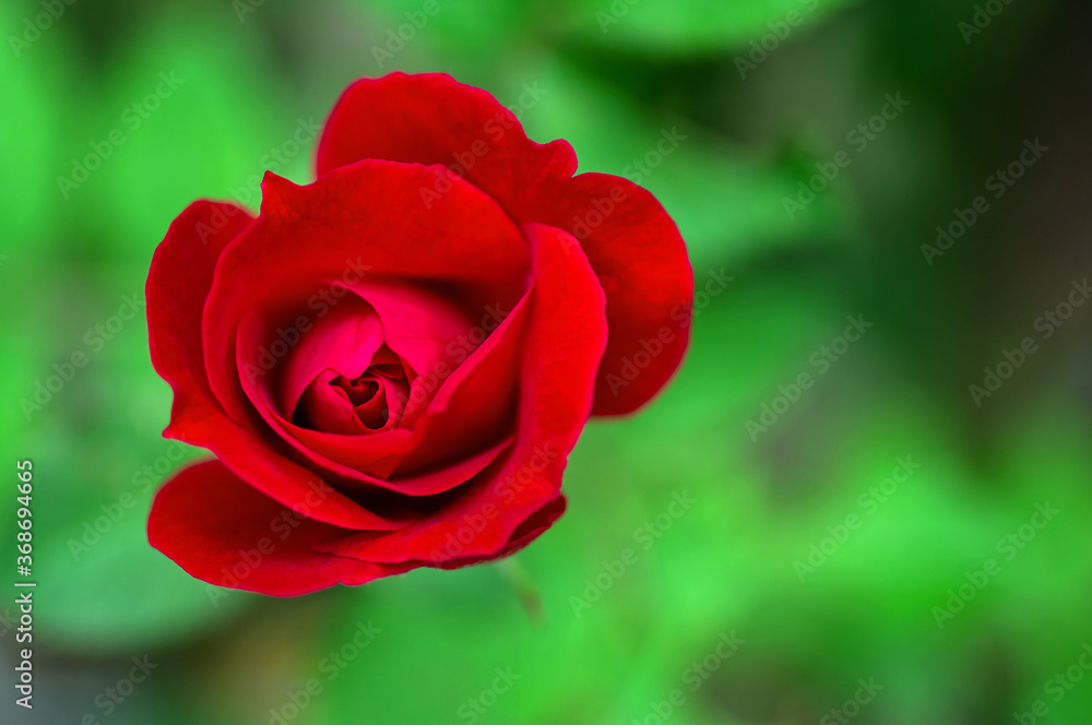 Gardening red rose close-up on a natural green background. Gardening red rose close-up on a natural green background.