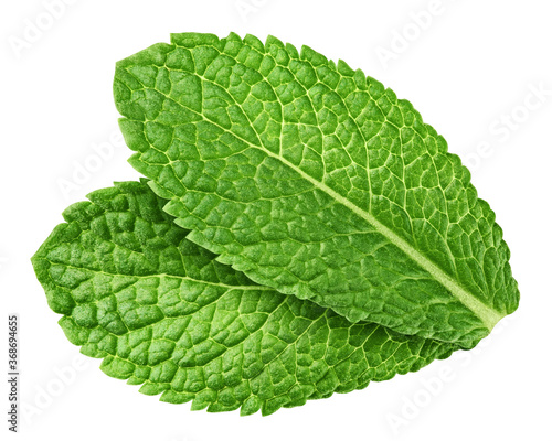 mint leaves, spearmint, isolated on white background, clipping path, full depth of field