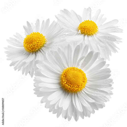 chamomile isolated on white background  clipping path  full depth of field