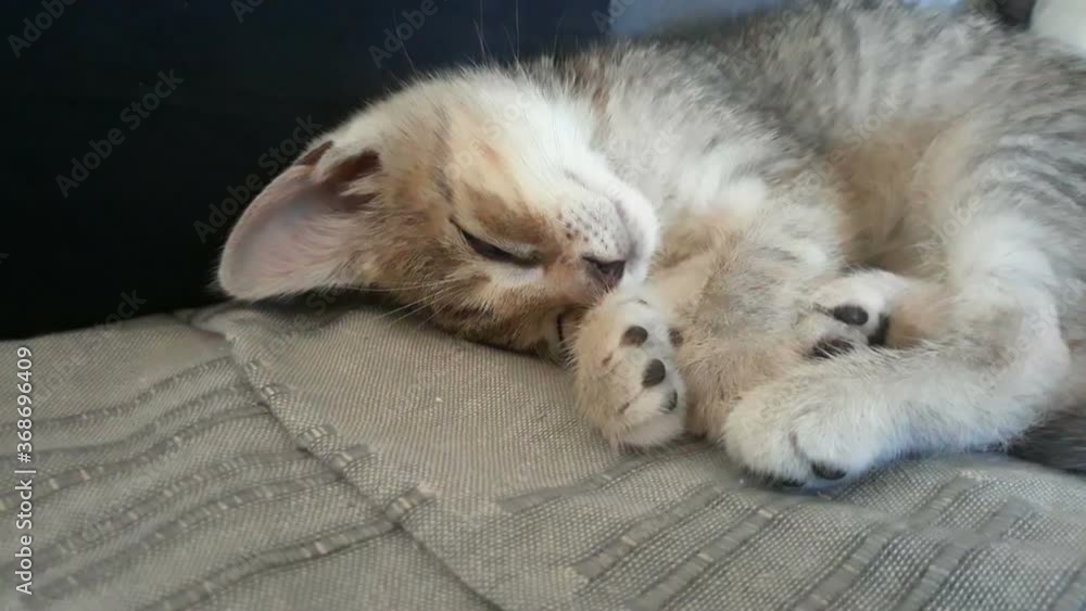 Adorable and very photogenic kitten sleeping on couch Adorable and very photogenic kitten sleeping on couch