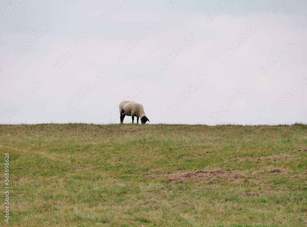 Ein Schaf grast auf dem Deich in Norddeutschland Ein Schaf grast auf dem Deich in Norddeutschland