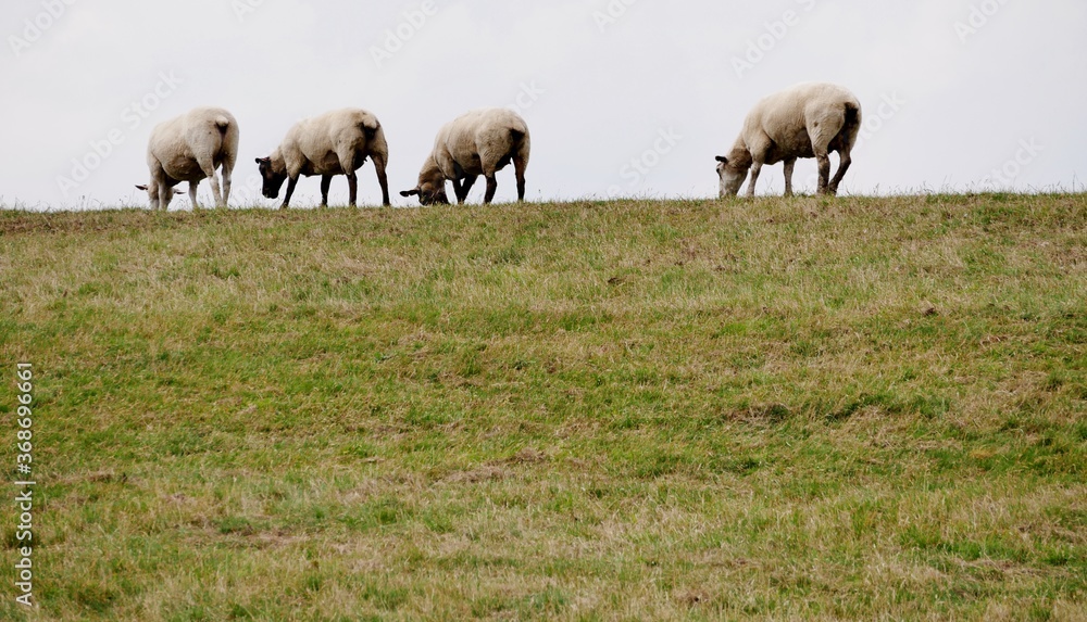 Schafe auf dem Deich in Norddeutschland