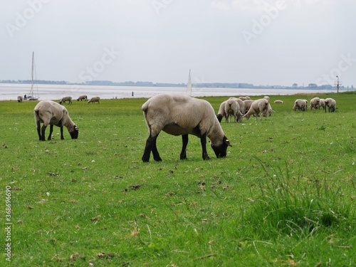 Schafe auf ELbwiesen bei Brokdorf