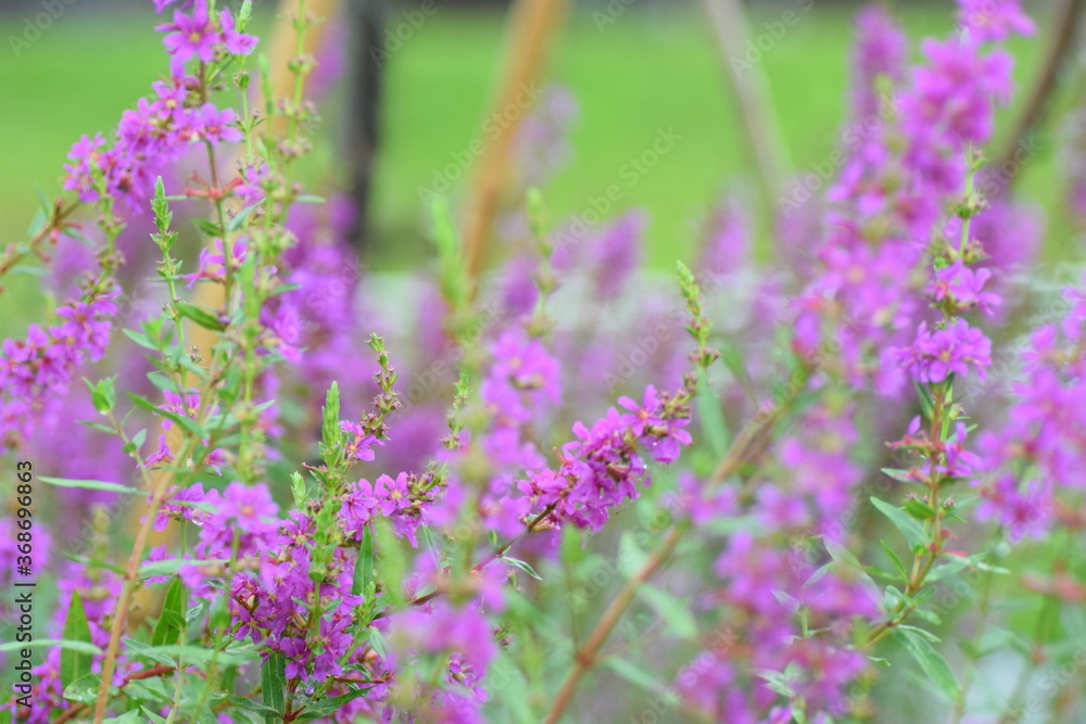 Obraz premium field of lavender