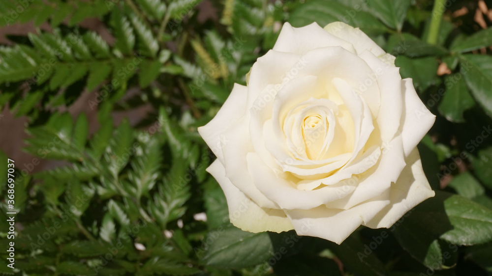 Fototapeta premium Fresh white rose opened bud on green leaves macro photography