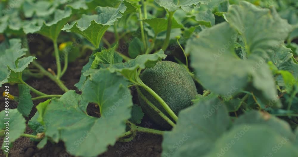 Vidéo Stock Melon growing in the fields, melon fruit ripens