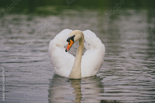 white swan on the lake