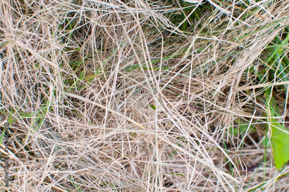 Texture of hay bale background or dry grass background, textured hay bale background for countryside, rural area, agricultural concept. Texture of hay bale background or dry grass background, textured hay bale background for countryside, rural area, agricultural concept.