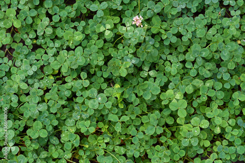 Natural background of green clover