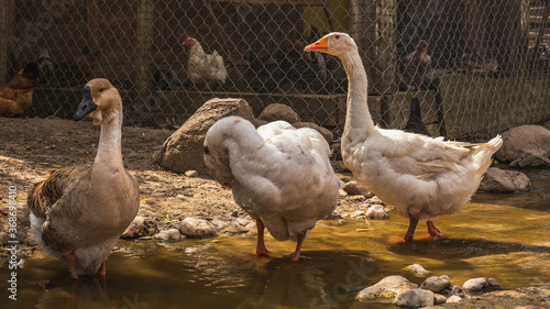 A duck and a goose soak their feet in water.
