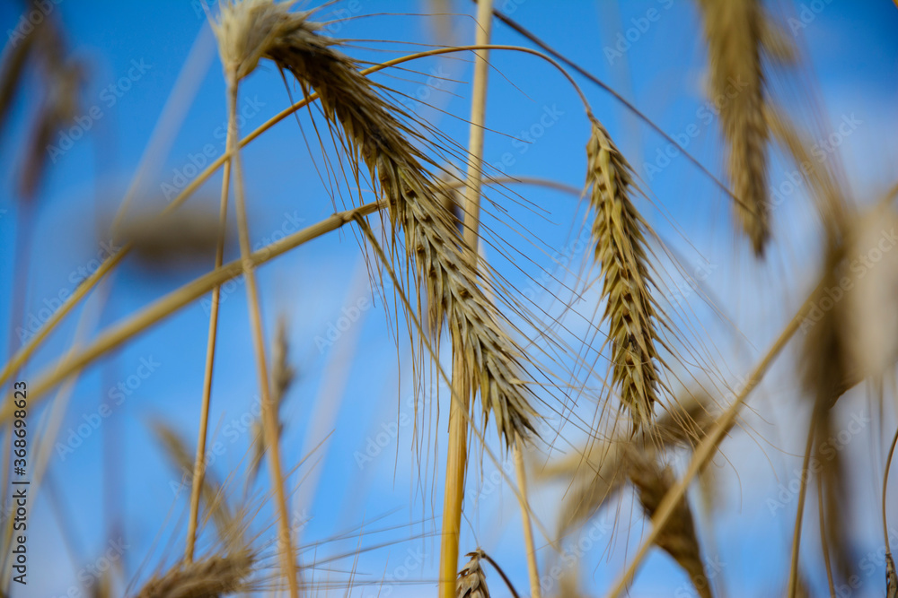 Agricultural landscape - beautiful wheat field with golden ears against the blue sky during harvest. Agricultural landscape - beautiful wheat field with golden ears against the blue sky during harvest.