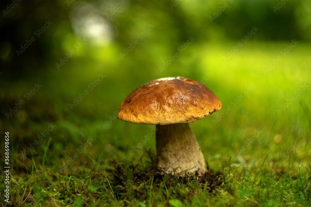 A beautiful white mushroom with a brown cap on a blurred green background in the grass A beautiful white mushroom with a brown cap on a blurred green background in the grass