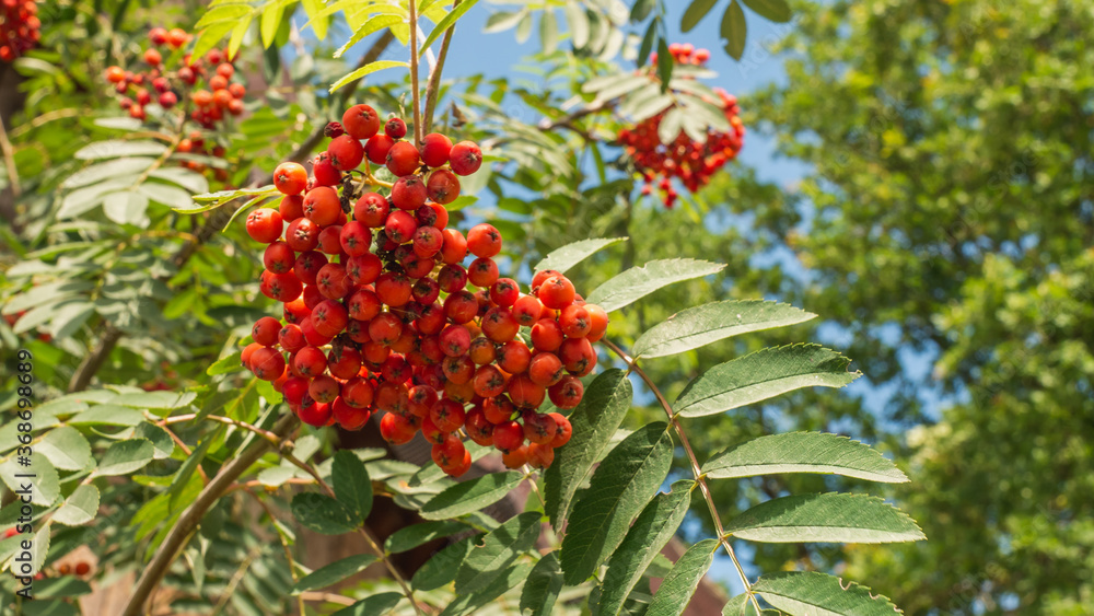 Brush with ripe berries of red mountain ash on a branch with oblong green leaves Brush with ripe berries of red mountain ash on a branch with oblong green leaves