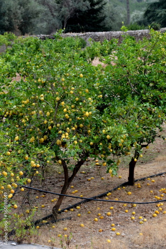 lemon trees