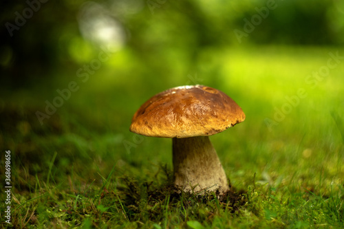 A beautiful white mushroom with a brown cap on a blurred green background in the grass