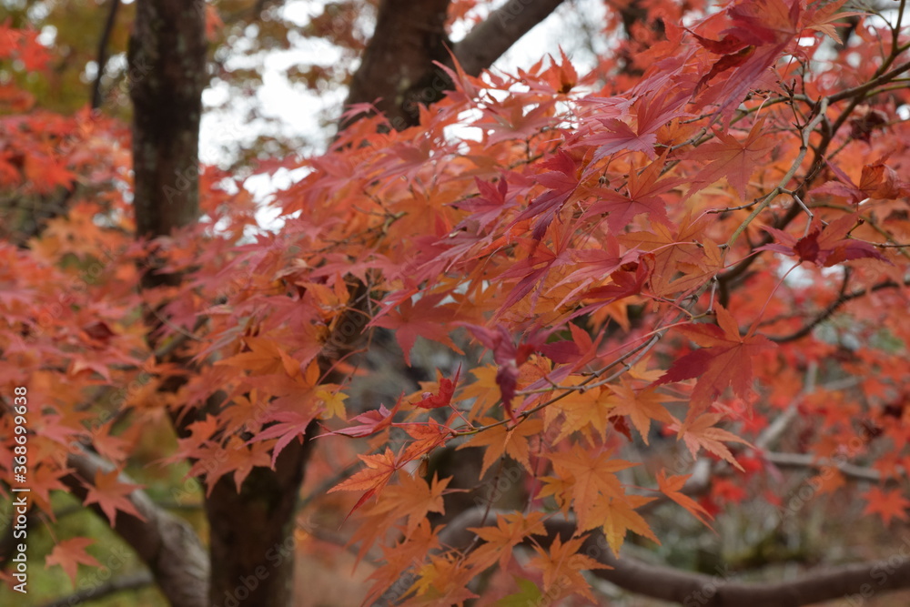 red maple leaves