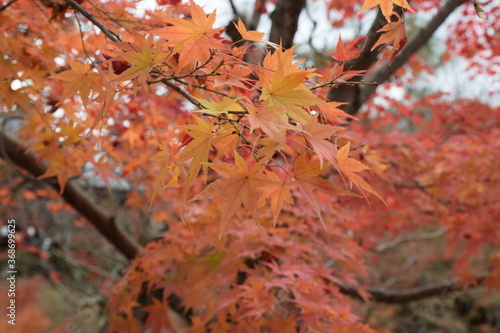 red maple leaves