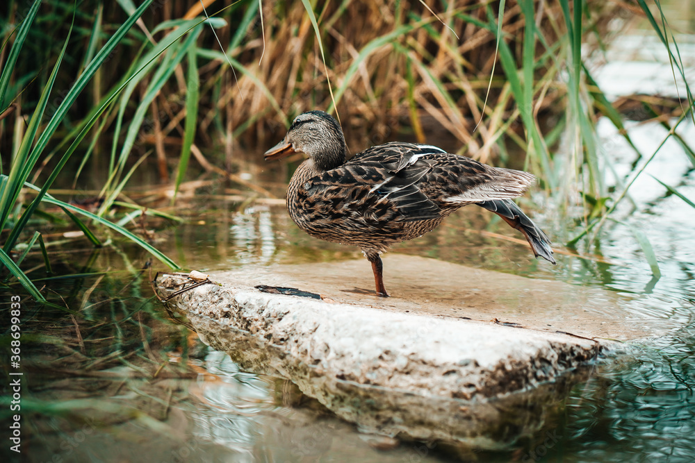 Young beautiful brown duck on a rock. Closeup perspective of funny duck. Young beautiful brown duck on a rock. Closeup perspective of funny duck.
