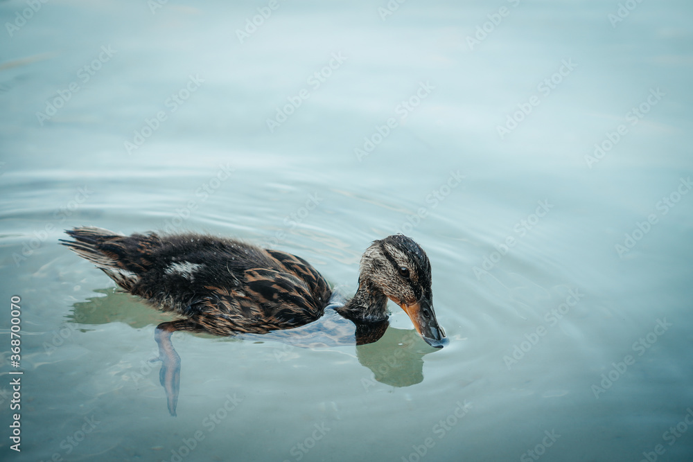 Amazing baby mallard duck swims in lake or river with blue water under sunlight landscape. Amazing baby mallard duck swims in lake or river with blue water under sunlight landscape.