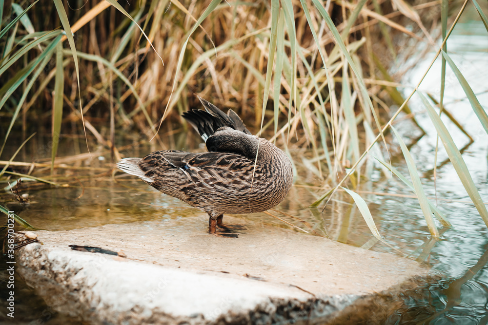 Standing beautiful brown duck on a rock. Detail close up on funny duck. Standing beautiful brown duck on a rock. Detail close up on funny duck.