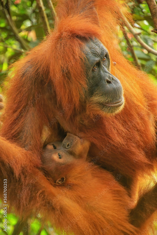 Fototapeta premium Female Sumatran orangutan with a baby sitting on a tree in Gunung Leuser National Park, Sumatra, Indonesia