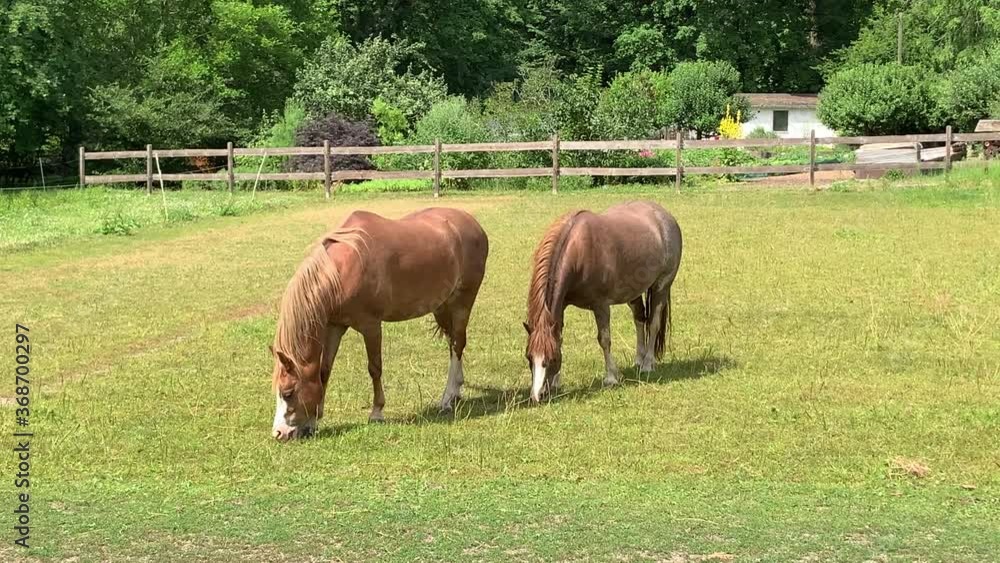 Couple of horses together eating grass. Couple of horses together eating grass.