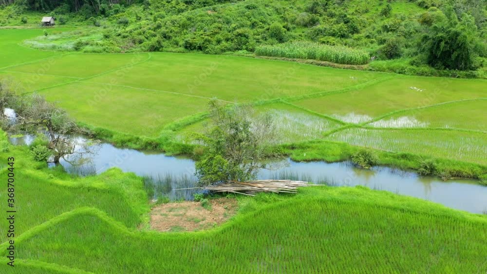 A river in the middle of water rice fields in Asia, Laos, between Vientiane and Luang Prabang, in summer, on a sunny day. A river in the middle of water rice fields in Asia, Laos, between Vientiane and Luang Prabang, in summer, on a sunny day.