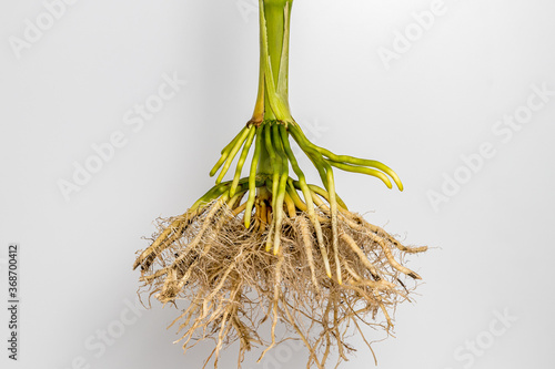 Closeup of cornstalk root system of corn plant isolated on white background. Concept of agriscience, agronomy, GMO and biotechnology