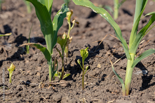 Honeyvine milkweed growing in cornfield. Concept of herbicide weed control in corn crop.