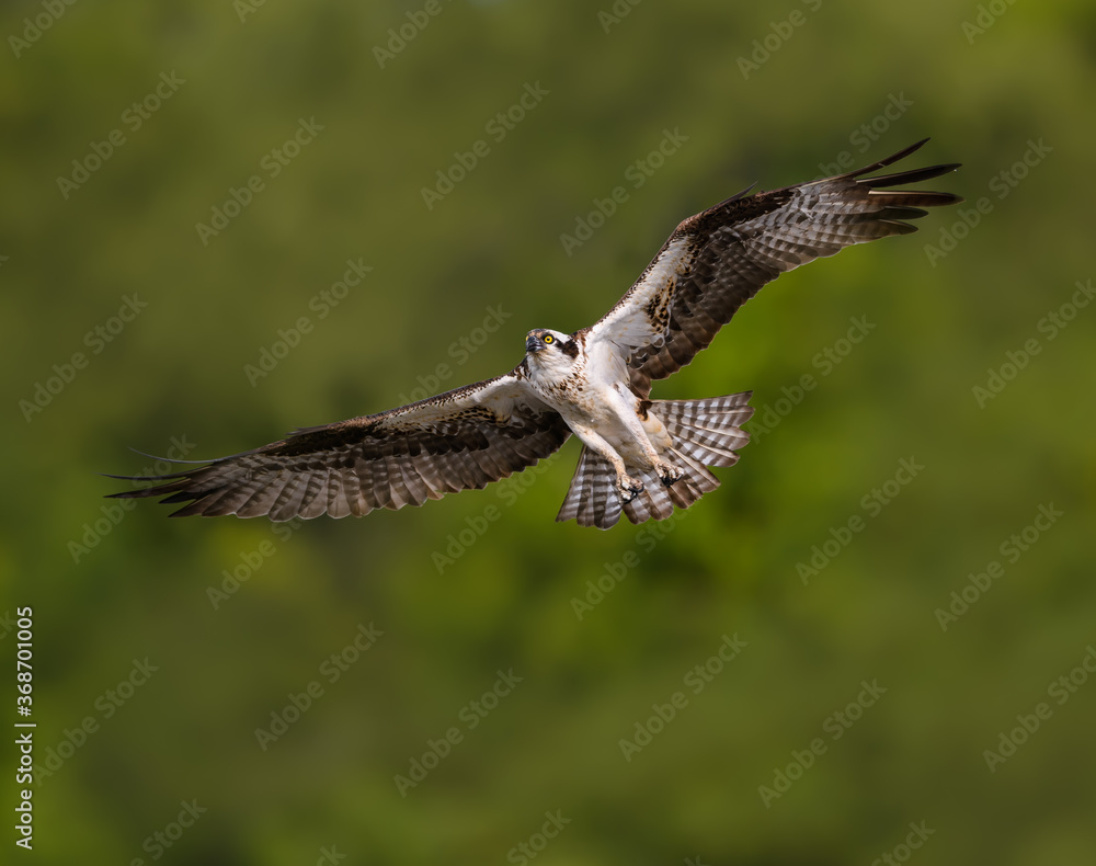 Obraz premium Osprey in Flight on Green Background