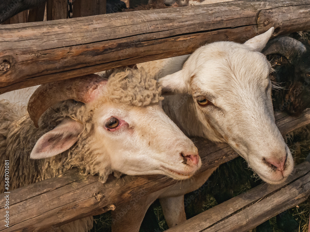 Sheep standing behind a wooden fence. Sheep standing behind a wooden fence.