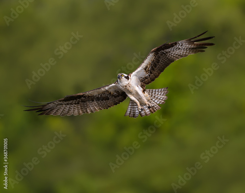 Osprey in Flight on Green Background