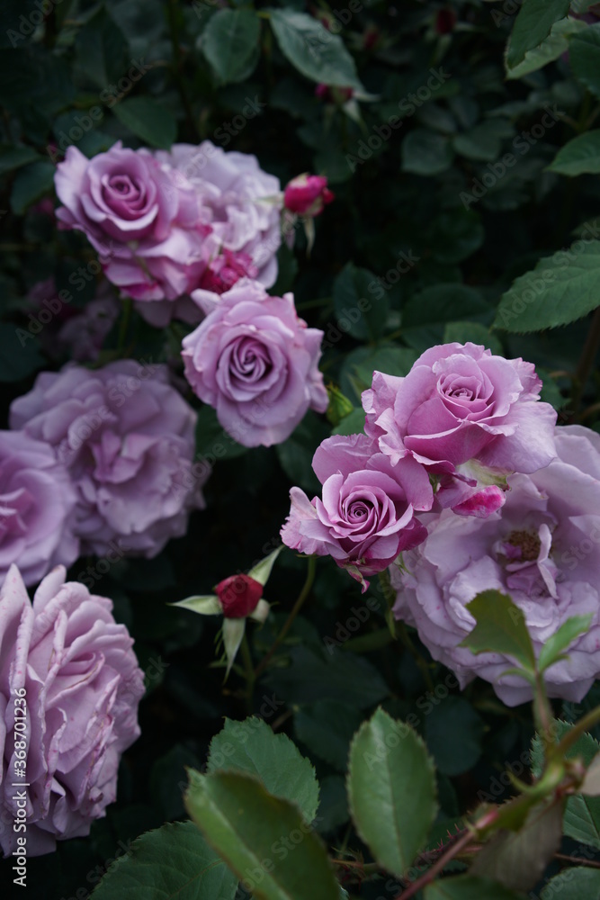 Fototapeta premium Light Purple Flower of Rose 'Secret Perfume' in Full Bloom 