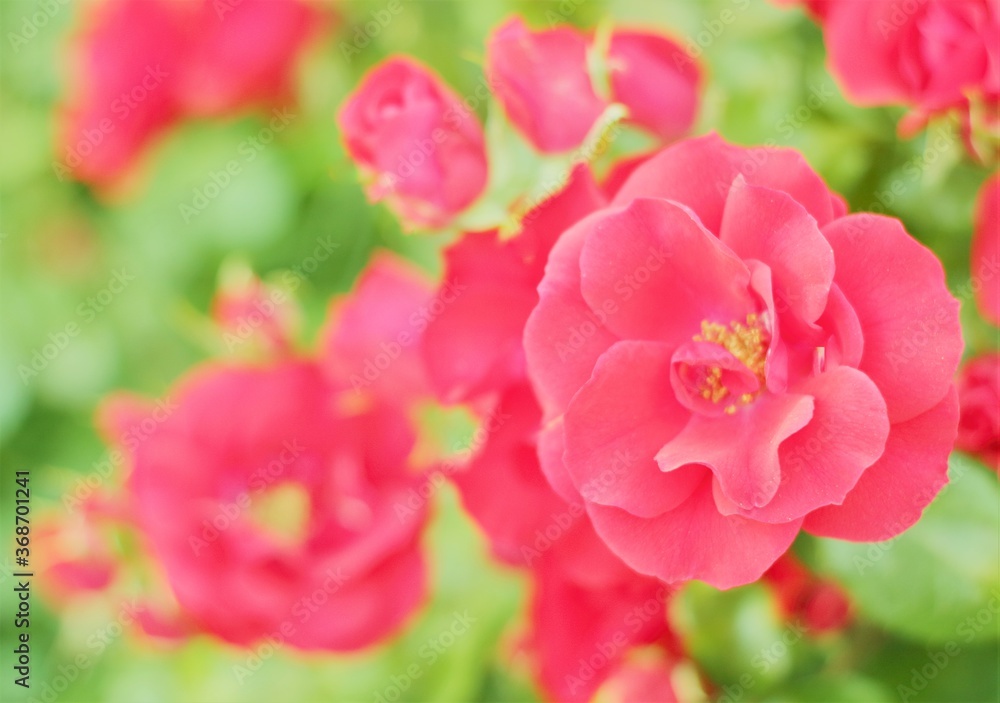 grandes rosas rojas en el jardín con fondo verde desenfocado, bokeh, primavera, rojo, vintage, color, hermoso, floración de primavera grandes rosas rojas en el jardín con fondo verde desenfocado, bokeh, primavera, rojo, vintage, color, hermoso, floración de primavera