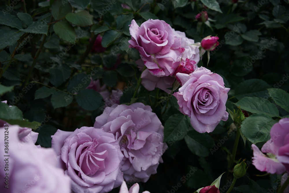 Light Purple Flower of Rose 'Secret Perfume' in Full Bloom
