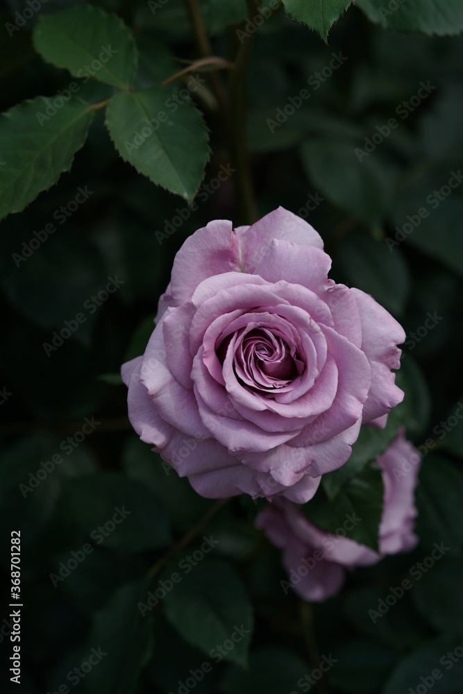 Light Purple Flower of Rose 'Secret Perfume' in Full Bloom
Light Purple Flower of Rose 'Secret Perfume' in Full Bloom