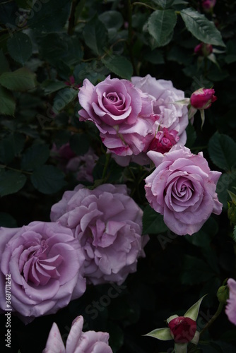 Light Purple Flower of Rose 'Secret Perfume' in Full Bloom 